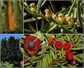 English yew